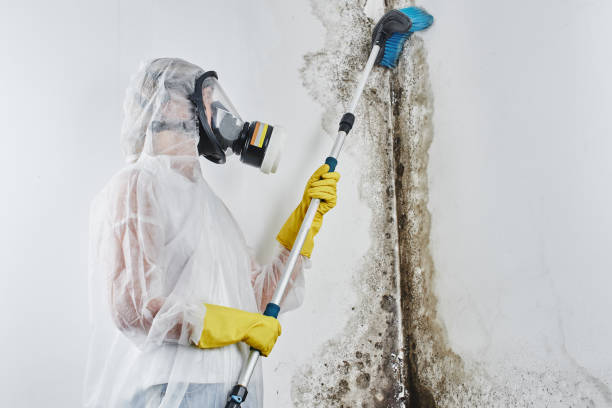 Best Certified Mold Removal  in Huachuca City, AZ