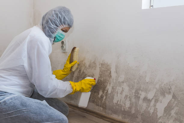 Best Certified Mold Removal  in Huachuca City, AZ