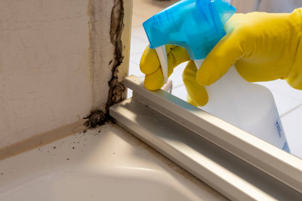 Best Commercial Mold Removal  in Huachuca City, AZ