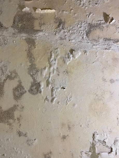 Best Mold Damage Repair  in Huachuca City, AZ