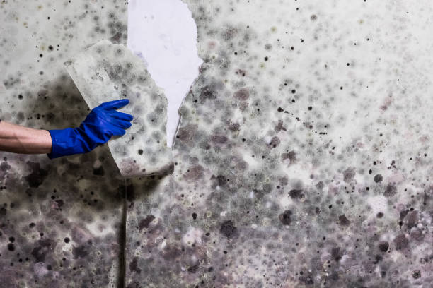 Mold Removal and Inspection in Huachuca City, AZ