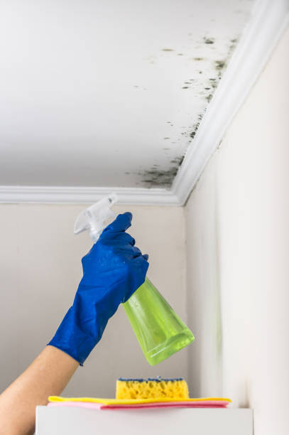 Best Attic Mold Removal  in Huachuca City, AZ