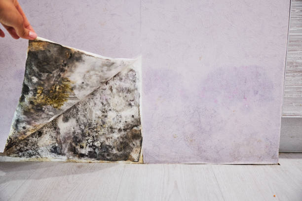Best Certified Mold Removal  in Huachuca City, AZ